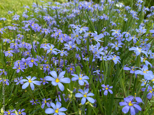 blue eyed grass