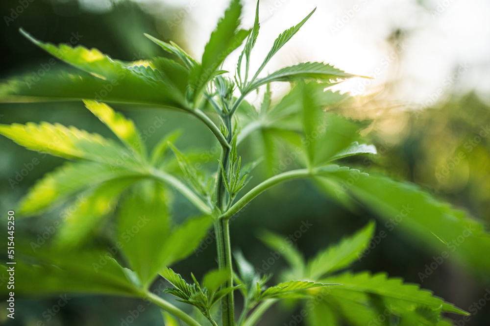 Obraz premium cannabis plant