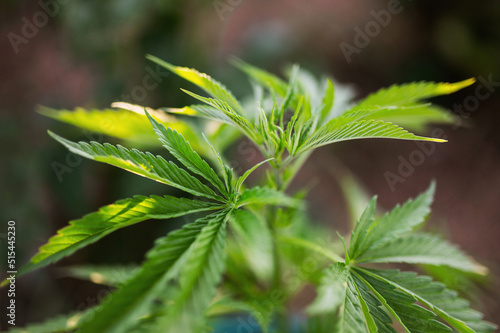 cannabis plant, young leaves in the sun on a marijuana farm