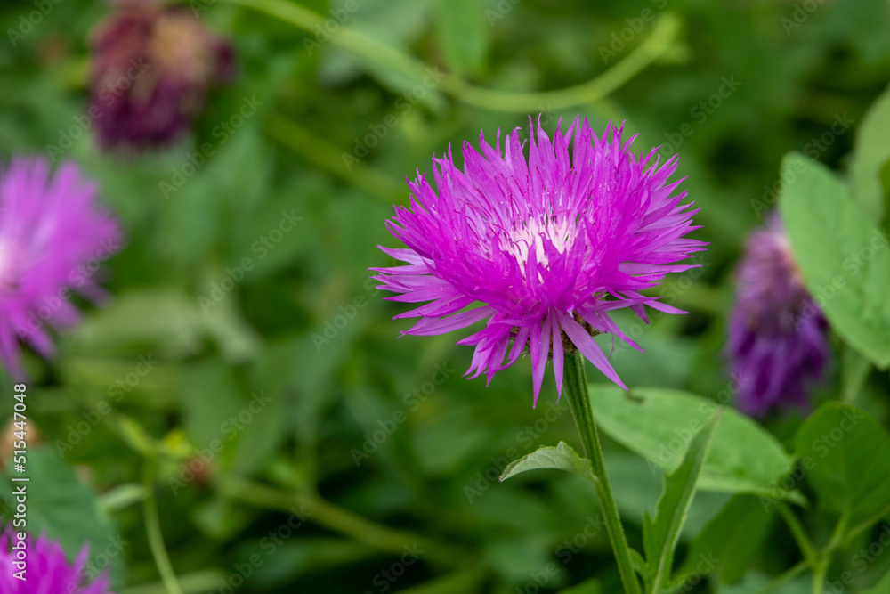 Obraz premium beautiful bright pink persian cornflower