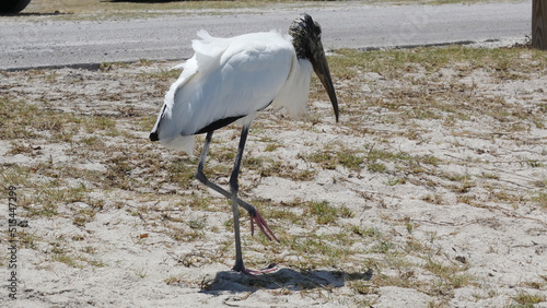 White and Black Feathered Wood Stork Walking On Sandy Florida Beach