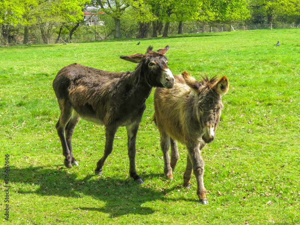 cute fluffy donkeys in the meadow with their shadows in the sunshine cute fluffy donkeys in the meadow with their shadows in the sunshine