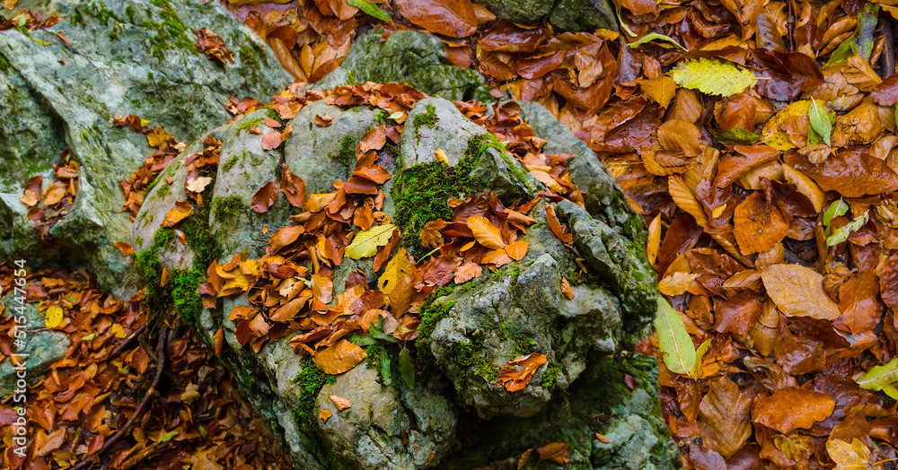 Obraz premium closeup huge stone among red dry leaves, seasonal natural background