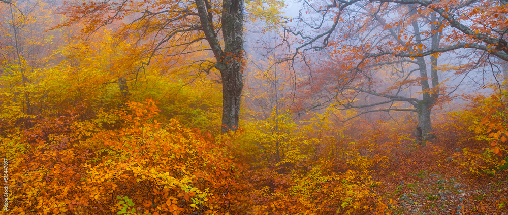 Fototapeta premium red autumn forest in dense mist, autumn natural background