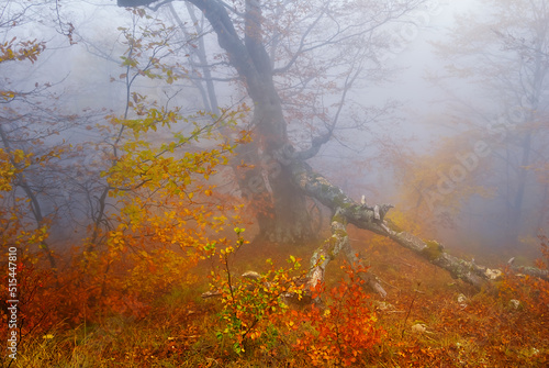 red autumn forest in dense mist, autumn natural background