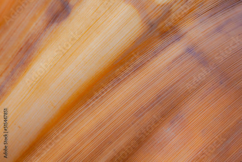 Abstract pattern background image in nature. Beautiful lines and textures.