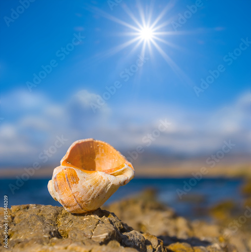 closeup marine shell lie on stone near a sea bay, summer sea vacation background