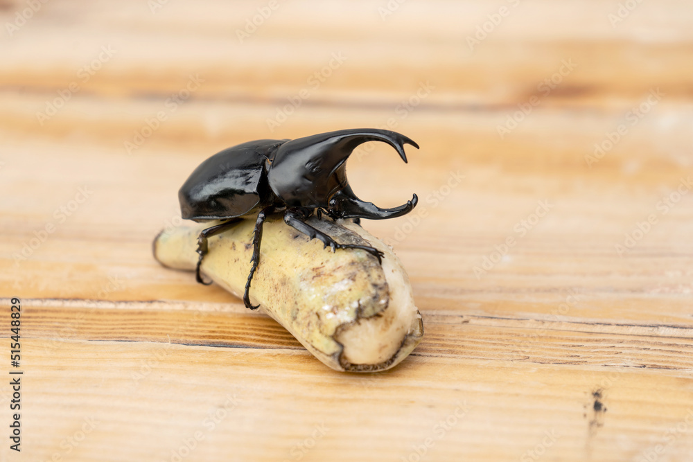 Dynastinae Beetle is a fighter beetle of Thailand and is insects of the ...