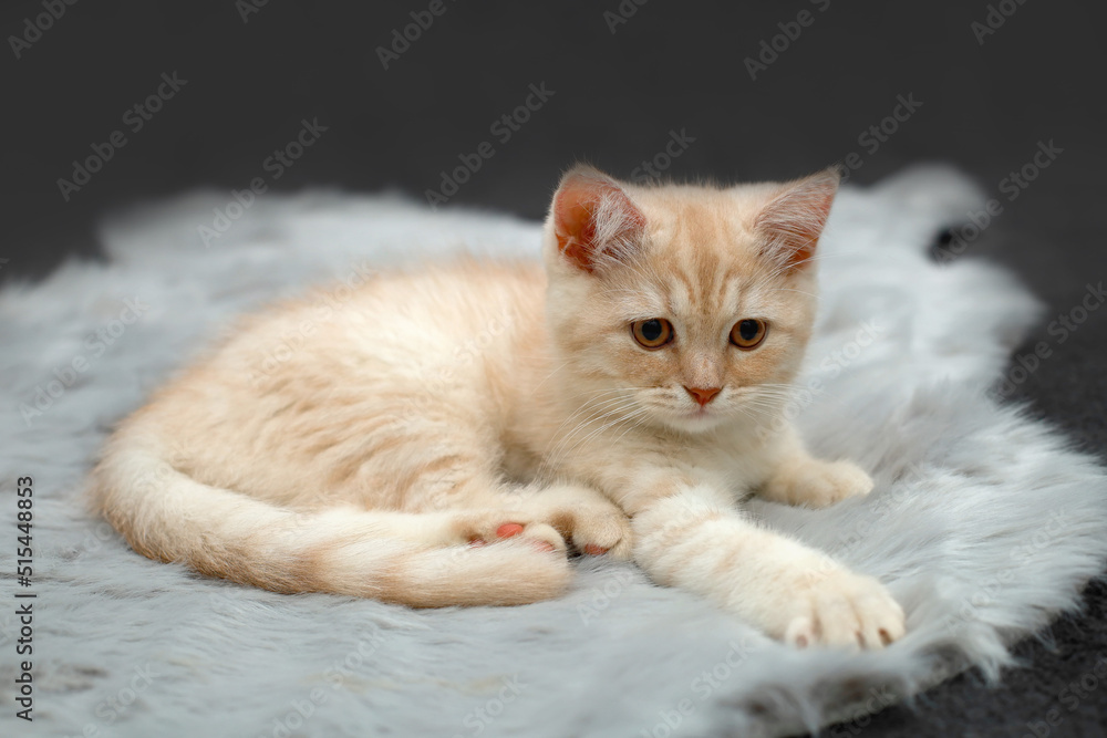 British shorthair kitten. Animal background.