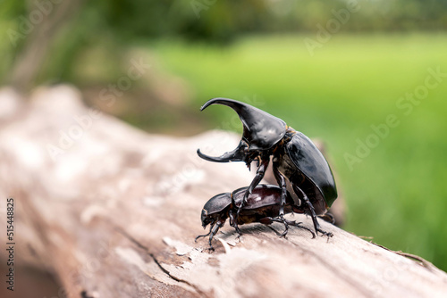 The mating season of dynastinae beetle is insect of the spring season of Thailand on a log against and blurry green grass backgroun in a natural way. © Panupong