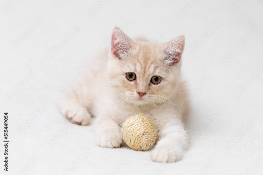 British shorthair kitten. Animal background. British shorthair kitten. Animal background.