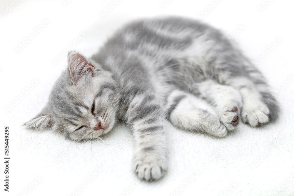 British shorthair kitten. Animal background. British shorthair kitten. Animal background.