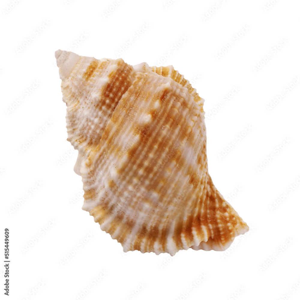 Seashell isolated on white background. Seashell for you design. Seashell isolated on white background. Seashell for you design.