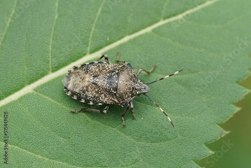 Detailed closeup on an adult mottled shieldbug, Rhaphigaster nebulosa sitting on a green leaf photo