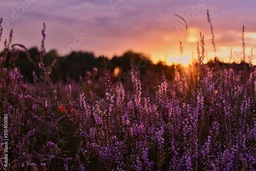 Fotografia Sunset in the blooming heath