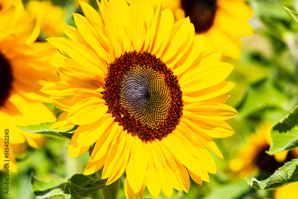 sunflower alone, with blue sky and bee sunflower alone, with blue sky and bee