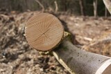 Omgehakte boom in een bos