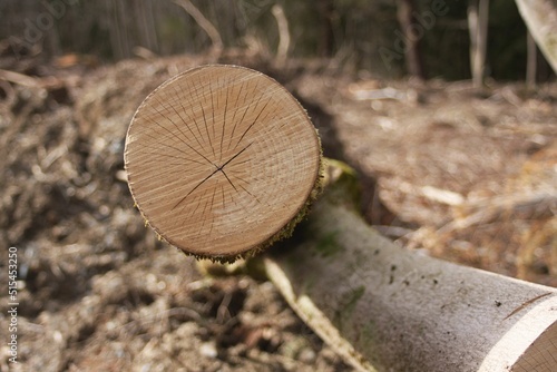 Omgehakte boom in een bos photo