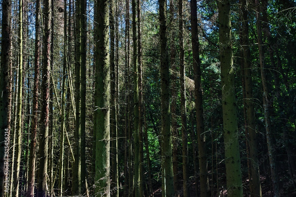 Bäume im Wald Bäume im Wald