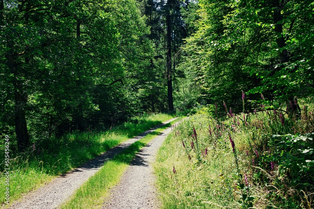 Fototapeta premium Weg im Wald 