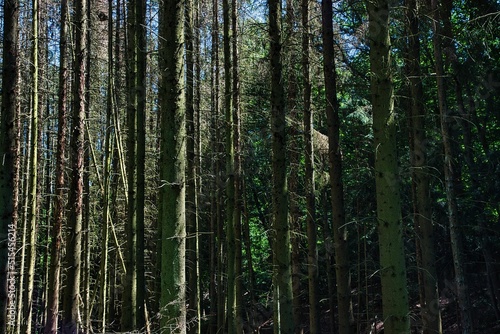 Fototapeta Naklejka Na Ścianę i Meble -  Bäume im Wald 
