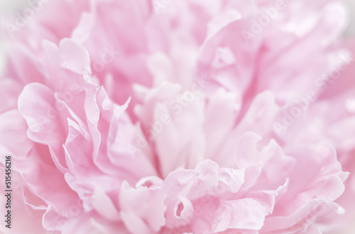 Pink peony flower petals. Soft focus. Abstract floral background for holiday brand design © OLAYOLA