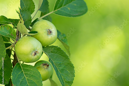 Closeup of green apples on a branch in an orchard.