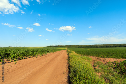 dirt road through the field. Green Field