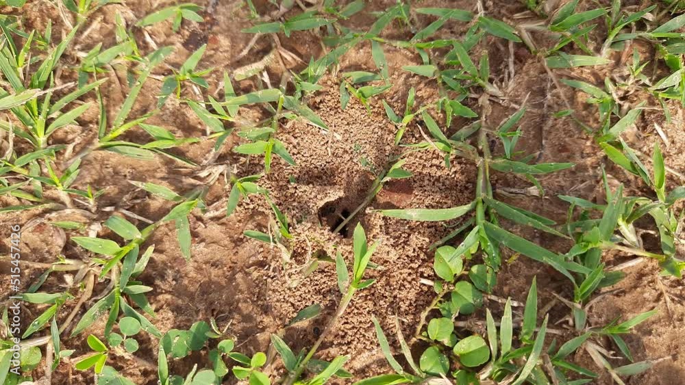 Ants are making their home and Digging the soil from inside is bringing it out. Anthill of Ants in ground.
Colony of Ant work together to make their nest deep inside the field. Ants are making their home and Digging the soil from inside is bringing it out. Anthill of Ants in ground.
Colony of Ant work together to make their nest deep inside the field.