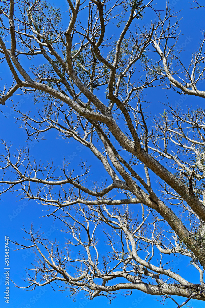 Dry branches of Elephant-ear tree (Enterolobium cyclocarpum) and blue sky Dry branches of Elephant-ear tree (Enterolobium cyclocarpum) and blue sky