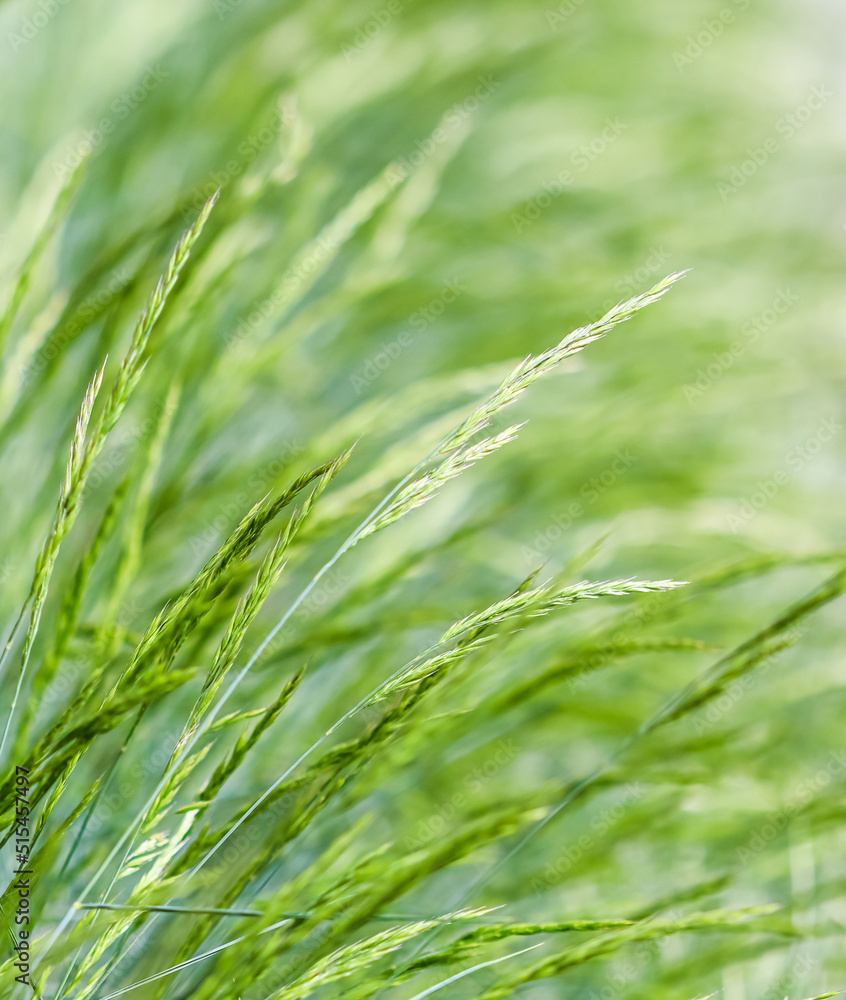 Background from decorative grass Blue fescue. Spikelets of Festuca glauca Background from decorative grass Blue fescue. Spikelets of Festuca glauca