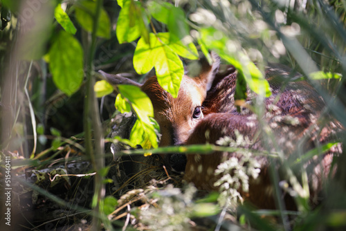 Cute little baby fawn hidden by its mother in a wooden thicket with sun beams, curls up to avoid detection. Extreme selective focus with blurred foreground and background.