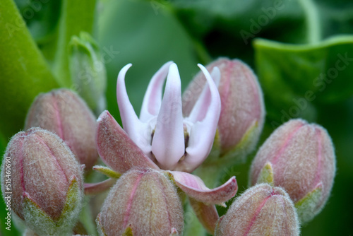 Showy Milkweed Blossom 02 photo