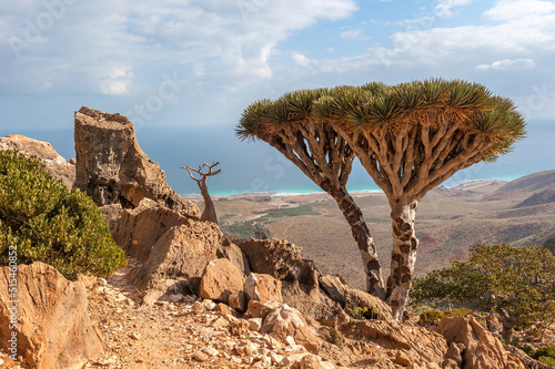 Photos Dragon trees on Socotra Island, Yemen