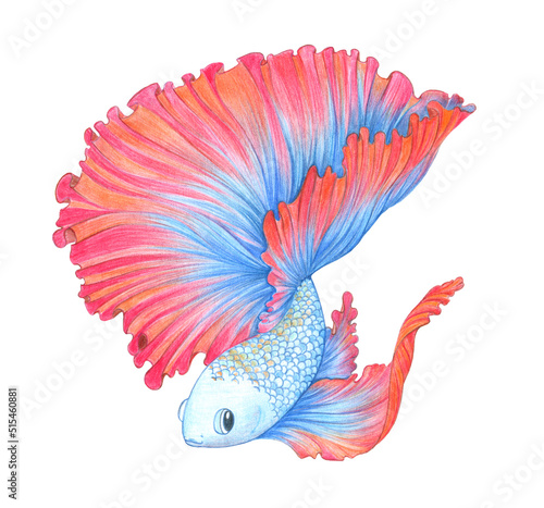 Betta splendens hand drawn illustration. Fighting fish. Blue and red. Color sketch. Colored pencil drawing. Isolated object