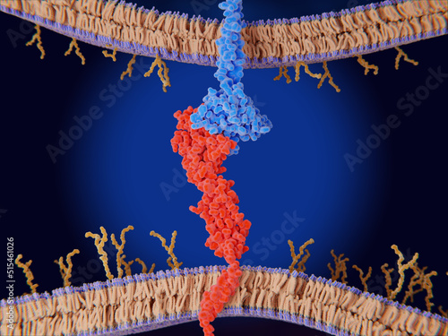 Fotografie Immune checkpoint: Interaction between PD-1 and PD-L1  inhibits T-cells killing