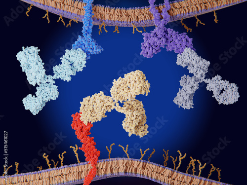 Immune checkpoint inhibitors: PD-1, CTLA-4 and PD-1 blocked by therapeutic antibodies