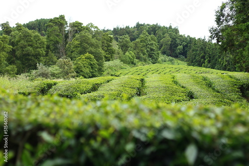 Tea terrace in Sao Miguel, Azores islands, Portugal photo