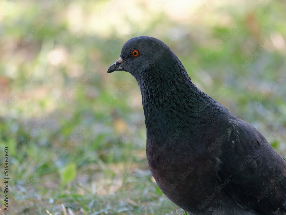 Portrait of a black common pigeon standing outdoors Portrait of a black common pigeon standing outdoors