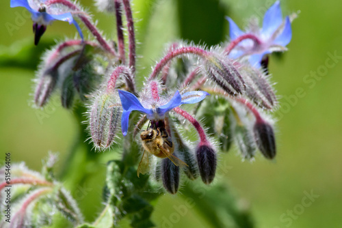 Sunlight Bee on Borage 03