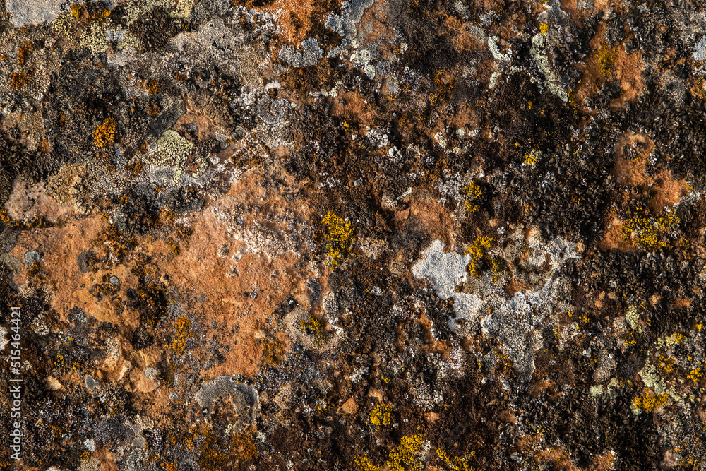 Lichens growing on limestone Lichens growing on limestone