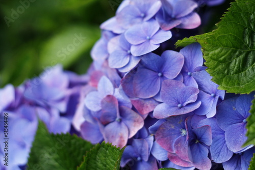 Azores hydrangea