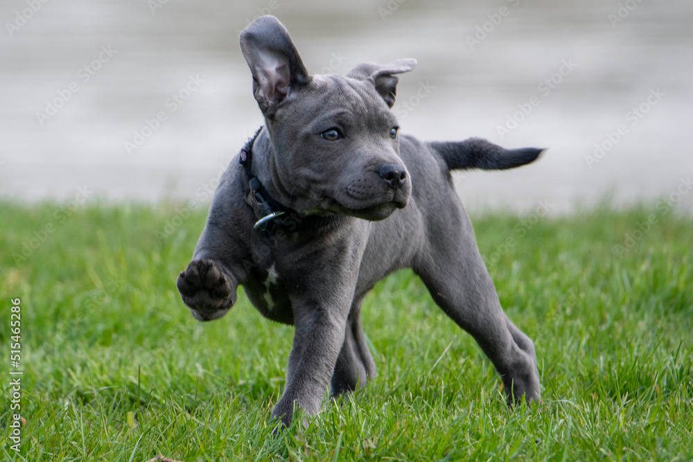 english staffordshire puppy english staffordshire puppy