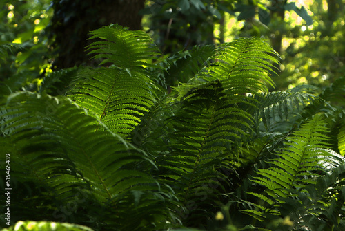 Fototapeta Naklejka Na Ścianę i Meble -  Beautiful fern with lush green leaves growing outdoors