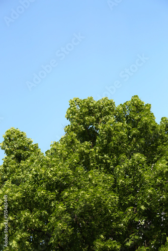 Beautiful blossoming linden tree outdoors on sunny spring day  space for text