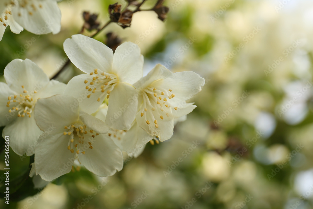 Beautiful blooming white jasmine shrub outdoors, closeup. Space for text Beautiful blooming white jasmine shrub outdoors, closeup. Space for text