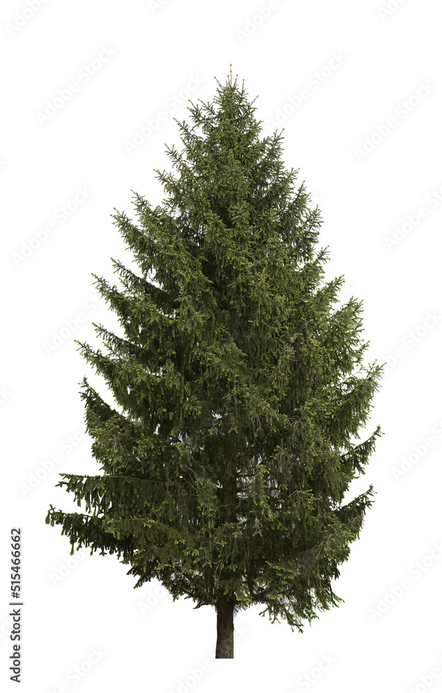 Beautiful high green coniferous tree isolated on white Beautiful high green coniferous tree isolated on white
