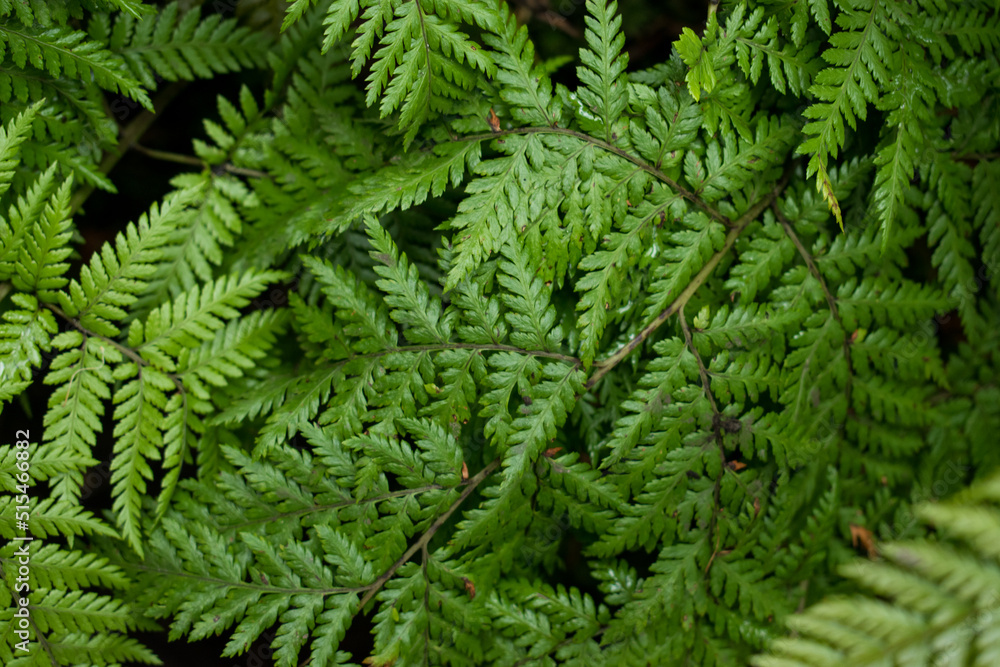 Some colorful green fern leaves as background Some colorful green fern leaves as background