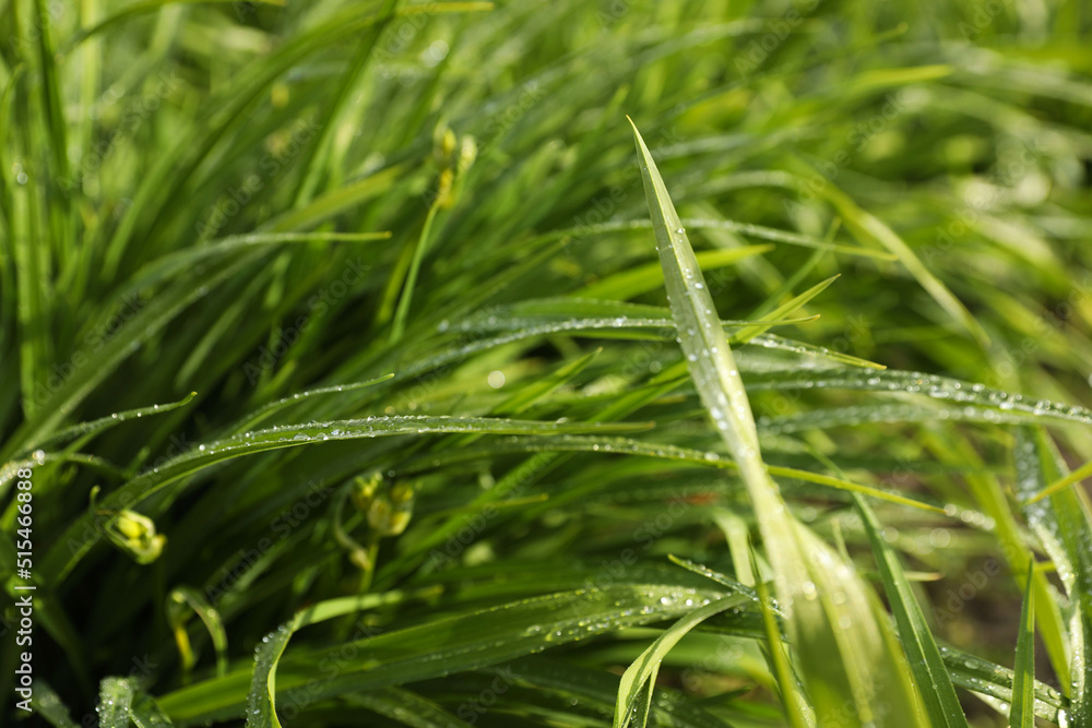 Green grass with water drops outdoors, closeup Green grass with water drops outdoors, closeup