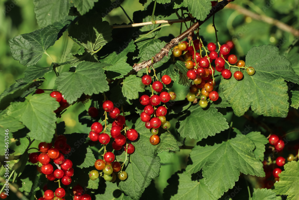 Closeup view of red currant bush with ripening berries outdoors on sunny day Closeup view of red currant bush with ripening berries outdoors on sunny day